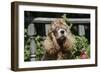 American Cocker Spaniel 11-Bob Langrish-Framed Photographic Print