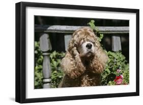 American Cocker Spaniel 11-Bob Langrish-Framed Photographic Print