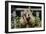 American Cocker Spaniel 11-Bob Langrish-Framed Photographic Print