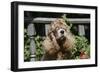 American Cocker Spaniel 11-Bob Langrish-Framed Photographic Print