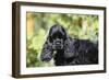 American Cocker Spaniel 21-Bob Langrish-Framed Photographic Print