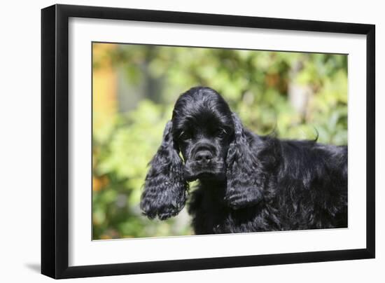 American Cocker Spaniel 21-Bob Langrish-Framed Photographic Print