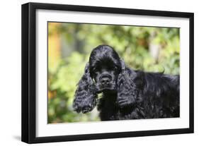 American Cocker Spaniel 21-Bob Langrish-Framed Photographic Print