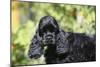 American Cocker Spaniel 21-Bob Langrish-Mounted Photographic Print