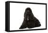 American Cocker Spaniel Black-null-Framed Stretched Canvas