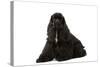 American Cocker Spaniel Black-null-Stretched Canvas