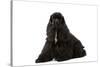 American Cocker Spaniel Black-null-Stretched Canvas