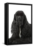 American Cocker Spaniel Black-null-Framed Stretched Canvas