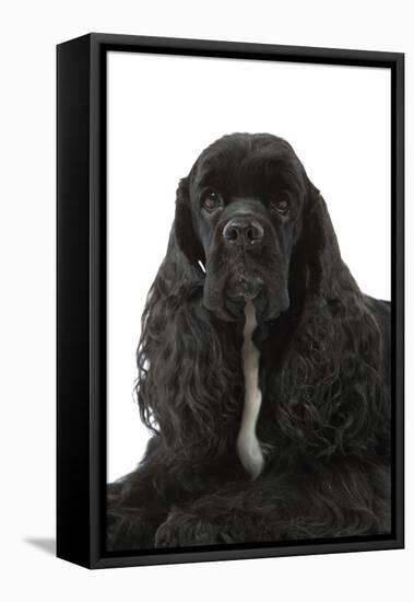 American Cocker Spaniel Black-null-Framed Stretched Canvas