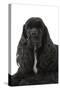 American Cocker Spaniel Black-null-Stretched Canvas