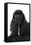 American Cocker Spaniel Black-null-Framed Stretched Canvas