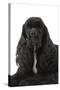 American Cocker Spaniel Black-null-Stretched Canvas