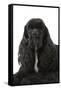 American Cocker Spaniel Black-null-Framed Stretched Canvas