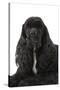 American Cocker Spaniel Black-null-Stretched Canvas