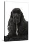 American Cocker Spaniel Black-null-Stretched Canvas