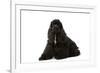 American Cocker Spaniel Black-null-Framed Photographic Print