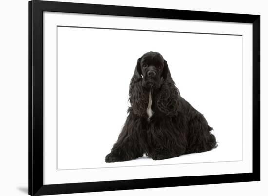 American Cocker Spaniel Black-null-Framed Photographic Print