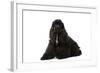 American Cocker Spaniel Black-null-Framed Photographic Print