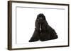 American Cocker Spaniel Black-null-Framed Photographic Print