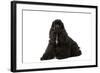 American Cocker Spaniel Black-null-Framed Photographic Print