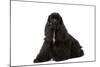 American Cocker Spaniel Black-null-Mounted Photographic Print
