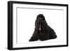 American Cocker Spaniel Black-null-Framed Photographic Print