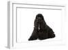 American Cocker Spaniel Black-null-Framed Photographic Print