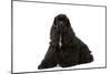 American Cocker Spaniel Black-null-Mounted Photographic Print