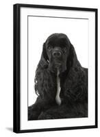 American Cocker Spaniel Black-null-Framed Photographic Print