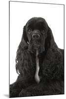 American Cocker Spaniel Black-null-Mounted Photographic Print