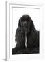 American Cocker Spaniel Black-null-Framed Photographic Print