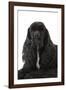 American Cocker Spaniel Black-null-Framed Photographic Print