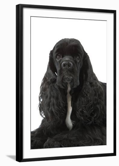 American Cocker Spaniel Black-null-Framed Photographic Print