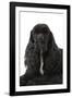 American Cocker Spaniel Black-null-Framed Photographic Print