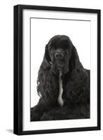 American Cocker Spaniel Black-null-Framed Photographic Print