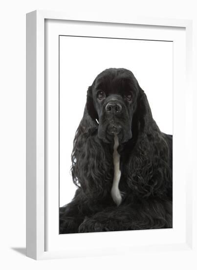 American Cocker Spaniel Black-null-Framed Photographic Print