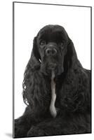 American Cocker Spaniel Black-null-Mounted Photographic Print