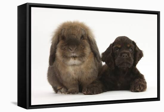 American Cocker Spaniel Puppy and Lionhead-Cross Rabbit-Mark Taylor-Framed Stretched Canvas