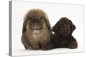 American Cocker Spaniel Puppy and Lionhead-Cross Rabbit-Mark Taylor-Stretched Canvas