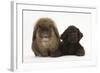 American Cocker Spaniel Puppy and Lionhead-Cross Rabbit-Mark Taylor-Framed Photographic Print