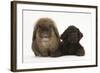 American Cocker Spaniel Puppy and Lionhead-Cross Rabbit-Mark Taylor-Framed Photographic Print