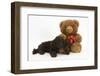 American Cocker Spaniel Puppy and Teddy Bear-Mark Taylor-Framed Photographic Print