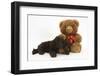 American Cocker Spaniel Puppy and Teddy Bear-Mark Taylor-Framed Photographic Print