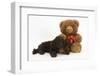 American Cocker Spaniel Puppy and Teddy Bear-Mark Taylor-Framed Photographic Print