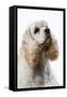 American Cocker Spaniel-null-Framed Stretched Canvas