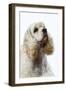 American Cocker Spaniel-null-Framed Premium Photographic Print