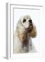 American Cocker Spaniel-null-Framed Premium Photographic Print