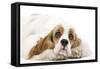 American Cocker Spaniel-null-Framed Stretched Canvas