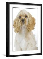 American Cocker Spaniel-null-Framed Photographic Print