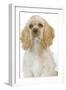 American Cocker Spaniel-null-Framed Photographic Print